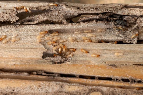 Best Affordable Pest Control Services  in Atlanta, IL